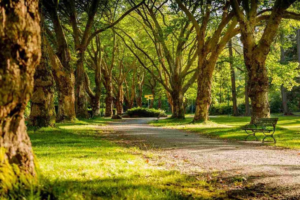 View of a Toronto Park 