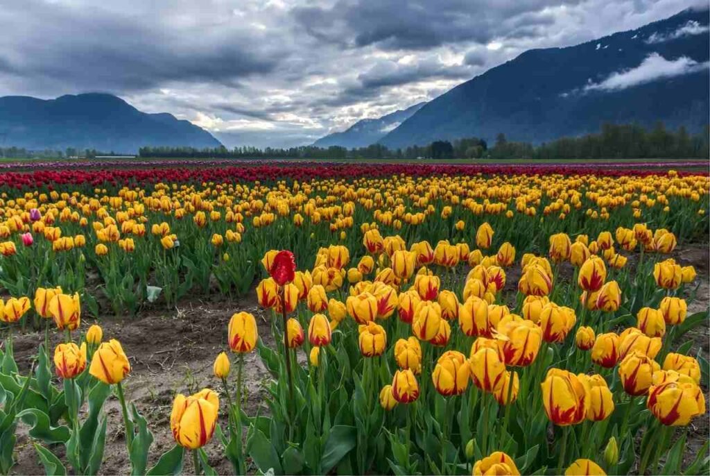 Ottawa Tulip Festival 2024 