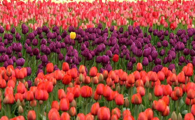 Ultimate Guide to Canadian Tulip Festival in Ottawa [2025]