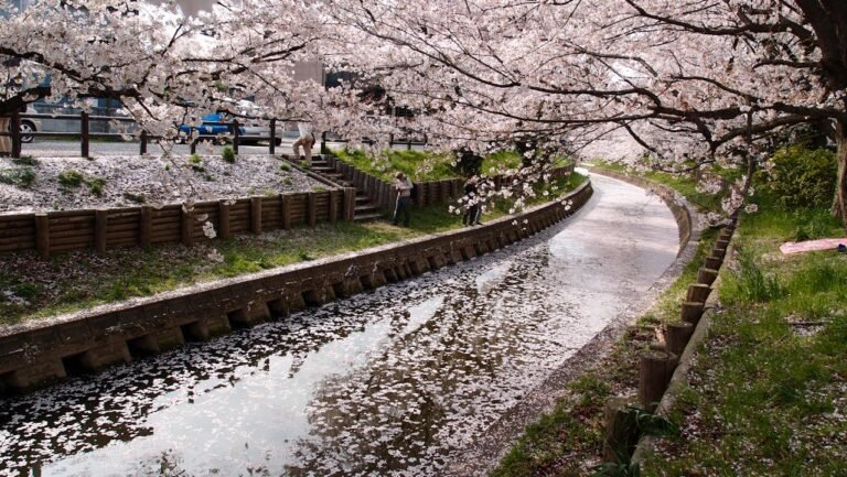 Cherry Blossoms in Ottawa