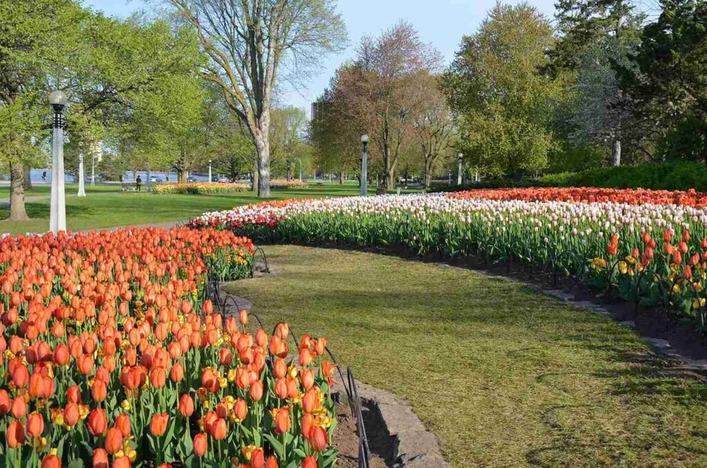 History of the Canadian Tulip Festival