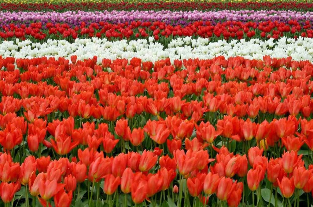 Ottawa Tulip Festival 2025