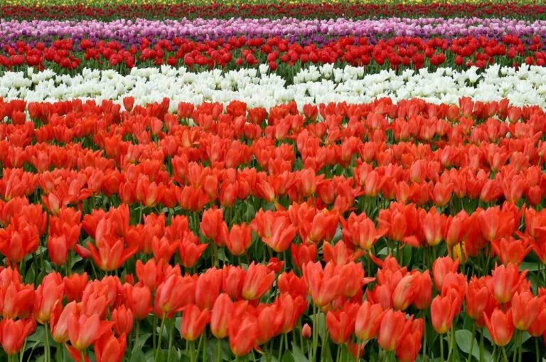 ultimate-guide-to-canadian-tulip-festival-in-ottawa-2025