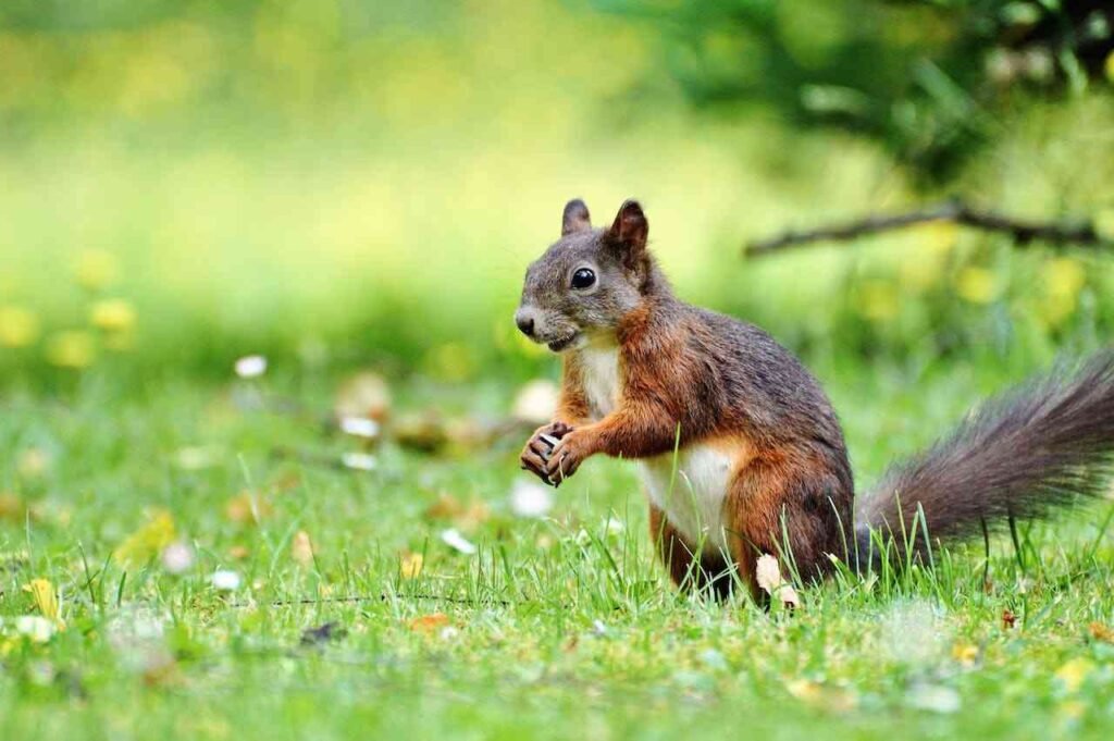 Close shot of a Squirrel 