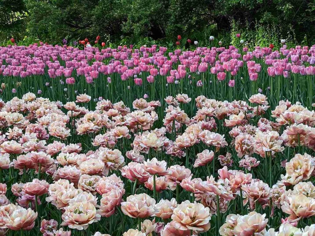 Tulip Festival in Canada