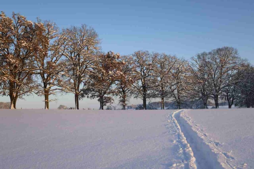 Patinage en Forêt 