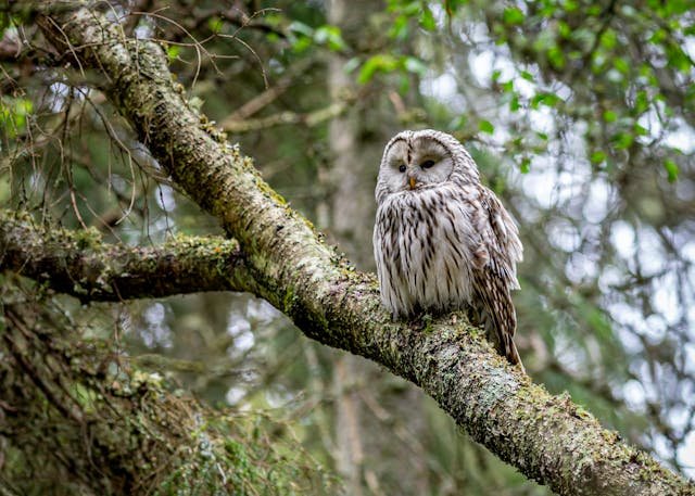 Bird Watching Tour